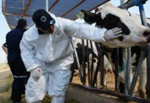 Detectan caso sospechoso de gusano barrenador en becerro de Parral; esperan resultados