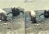 Se viralizan cerditos bañándose en un bache inundado en Puebla