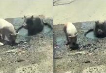 Se viralizan cerditos bañándose en un bache inundado en Puebla