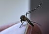 Aumentan casos de dengue en México; suman 7 muertes en 2026