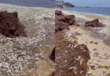Aparecen cientos de peces muertos en playa de Puerto Morelos