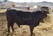 Suben a 18 los casos de gusano barrenador en Chihuahua; Aldama se suma a la lista