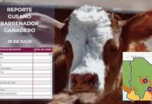 Se disparan casos de gusano barrenador a 30 en Chihuahua