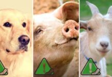 Gusano barrenador infecta a perro, cerdo y cabra en Chihuahua