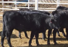 Suben a 34 los casos de gusano barrenador en Chihuahua; intensifican dispersión de moscas estériles