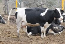Sur de Chihuahua concentra 82% de casos de gusano barrenador