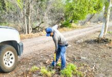 Reforesta Gobierno de Meoqui acceso sur con 150 árboles para fortalecer áreas verdes