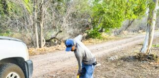 Reforesta Gobierno de Meoqui acceso sur con 150 árboles para fortalecer áreas verdes