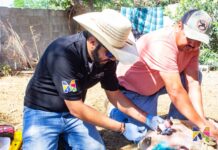 Intensifica Meoqui acciones preventivas para gusano barrenador con “Médico Visita Mi Establo”