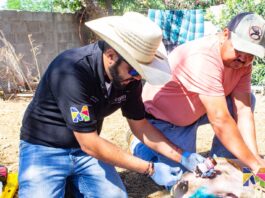 Intensifica Meoqui acciones preventivas para gusano barrenador con “Médico Visita Mi Establo”