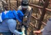 Continúa barrido sanitario contra gusano barrenador en Parral