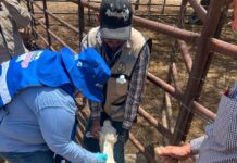 Continúa barrido sanitario contra gusano barrenador en Parral