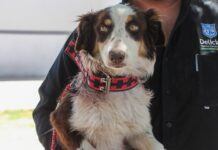 Invitan a adoptar perros y gatos del Centro de Rescate Animal de Delicias