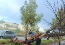 Atienden corporaciones reportes por árboles derribados tras fuertes vientos en Delicias