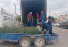 Recibe Meoqui donación de 10 mil arbolitos para fortalecer acciones de reforestación