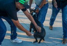 Reúne campaña antirrábica a más de 220 perros y gatos en la colonia Revolución