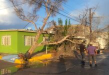 Caída de árboles, postes y espectaculares deja lluvia de este miércoles: Protección Civil
