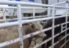 Suben a 63 los casos de gusano barrenador en Chihuahua