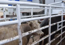 Suben a 63 los casos de gusano barrenador en Chihuahua