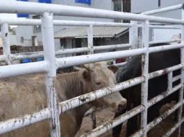 Suben a 63 los casos de gusano barrenador en Chihuahua