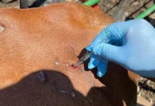 Van 9.6 millones de pupas liberadas contra el gusano barrenador en Chihuahua