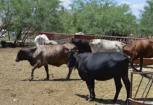 Suben a 77 los casos de gusano barrenador en Chihuahua; aumentan 14 en un día