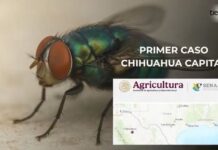 Chihuahua capital registra su primer caso de gusano barrenador