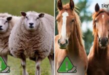 Gusano barrenador llega a caballos y ovejas en Chihuahua; ya van 79 casos activos