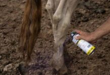 Liberan 15 millones de moscas estériles contra gusano barrenador en Chihuahua