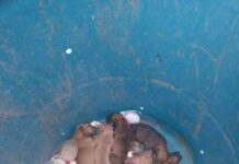 Denuncian presunto abandono de segunda camada de cachorros en Juárez