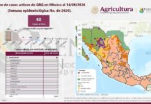 Bajan a 82 los casos activos de gusano barrenador en Chihuahua