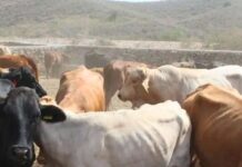¿Funcionó la mosca estéril? En caída libre barrenador en el estado
