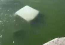 Murieron 4 elementos de la SEMAR tras caer a río en Tamaulipas