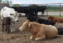 Chihuahua sale del Top 10 nacional de casos de gusano barrenador