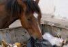 “Arrestan” a caballo por sacar basura de contenedores en Chiapas