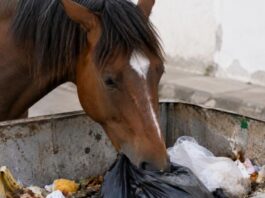“Arrestan” a caballo por sacar basura de contenedores en Chiapas