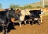 Chihuahua reduce casos activos de gusano barrenador: baja de 81 a 67 en una semana