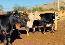 Chihuahua reduce casos activos de gusano barrenador: baja de 81 a 67 en una semana