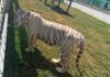 Decomisan huachicol y 135 animales exóticos en Tamaulipas
