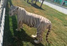 Decomisan huachicol y 135 animales exóticos en Tamaulipas