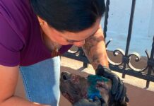 Continúa Gobierno de Meoqui atendiendo reportes de perros con heridas y visita a establos para prevenir el gusano barrenador