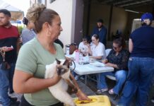 Atiende Gobierno Municipal Delicias a cerca de 100 perros y gatos con campaña gratuita de esterilización