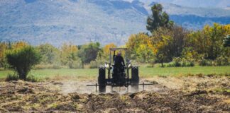 Meoqui cuenta con 36 mil 996 hectáreas sembradas que ponen en alto su vocación agrícola
