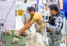 Formaliza INAH registro de restos de gonfoterio hallados en Meoqui