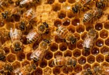 Enjambre de abejas ataca a 14 estudiantes en su regreso a clases en CDMX
