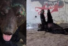 Localizan a oso negro que consumió residuos en Monterrey