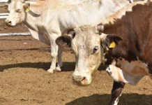 Aumentan 32.8% casos de gusano barrenador en Chihuahua; Parral es segundo lugar