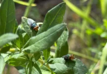 Crece 80% liberación de mosca estéril contra gusano barrenador en Chihuahua y Sonora