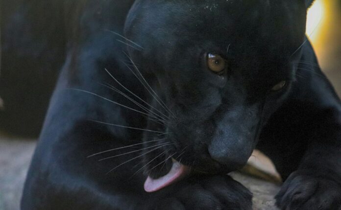 busc - Pantera negra