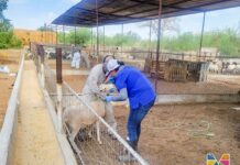 Desparasitan en Meoqui a más de 700 cabezas de ganado para combatir barrenador
